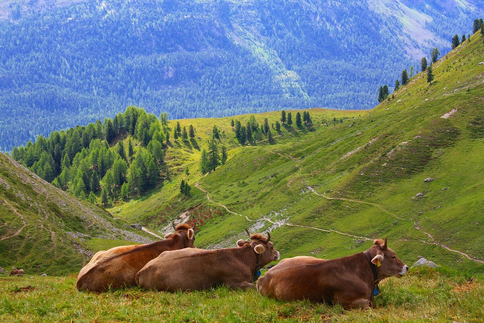 Szwajcarska krowa
