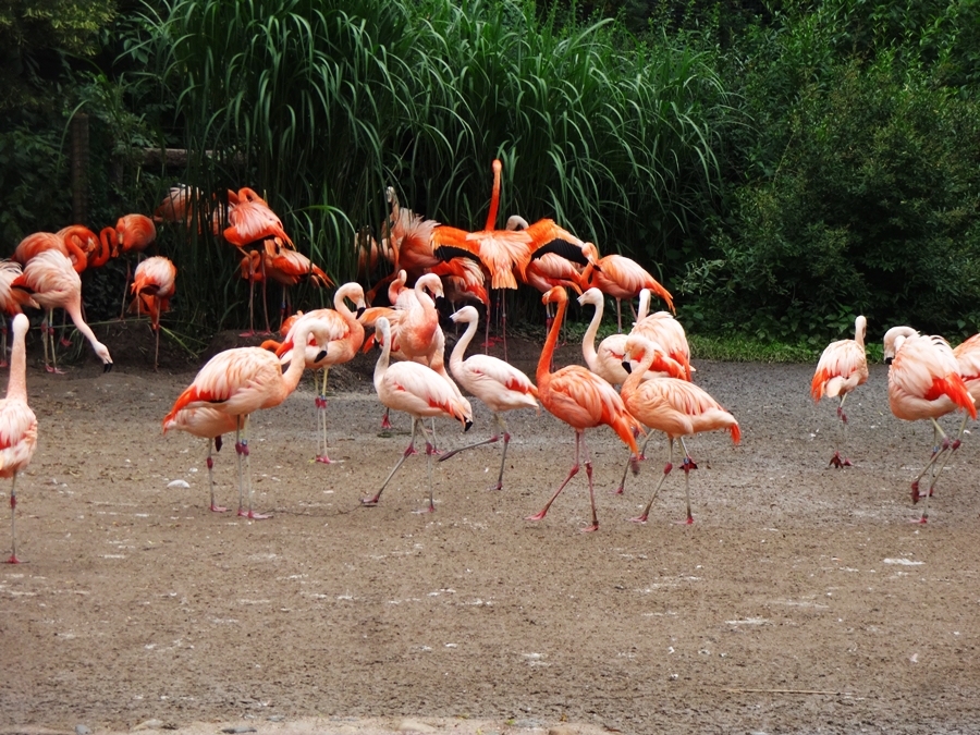 Piękne flamingi w Zoo Praga