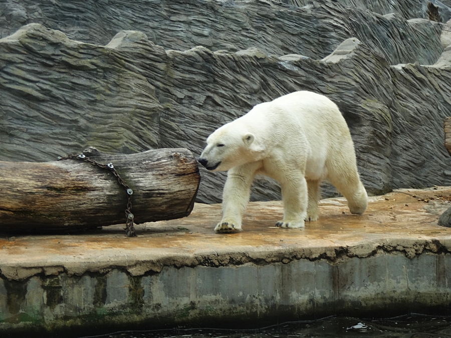 Zoo Praga wybieg dla niedźwiedzi polarnych