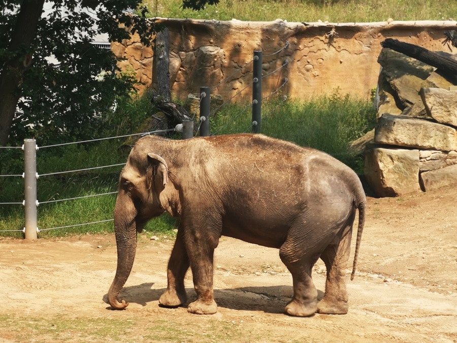Słonie w Pradze