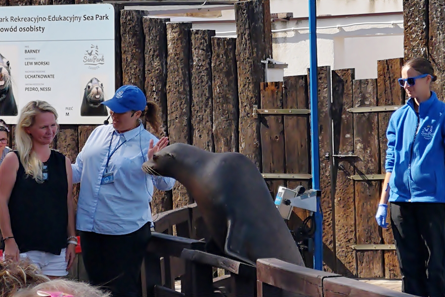 Foakrium w Sarbsku pokaz z fokami